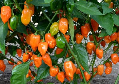 Orange Paprika Heirloom - for planting in home garden